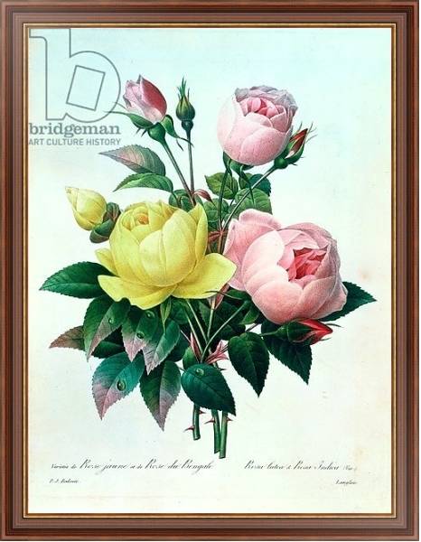 Постер Rosa Lutea and Rosa Indica, from 'Les Choix des Plus Belles Fleurs', 1827 с типом исполнения На холсте в раме в багетной раме 35-M719P-83