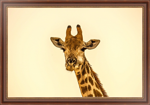 Постер Жующий жираф с типом исполнения На холсте в раме в багетной раме 35-M719P-83