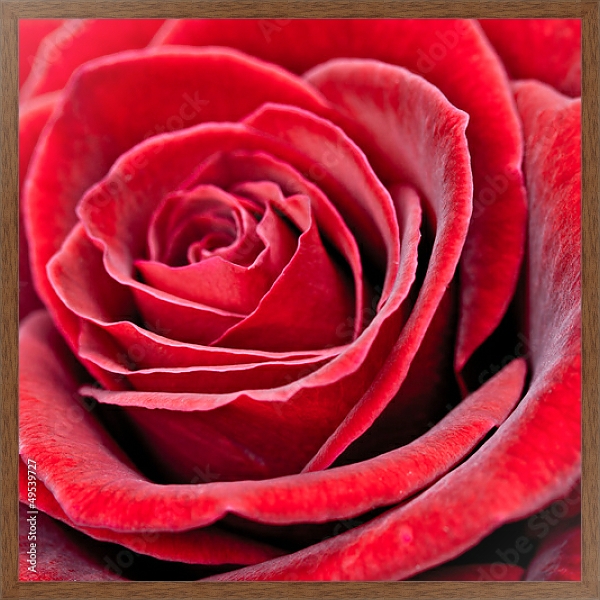Постер Красная роза 2 с типом исполнения На холсте в раме в багетной раме 1727.4310