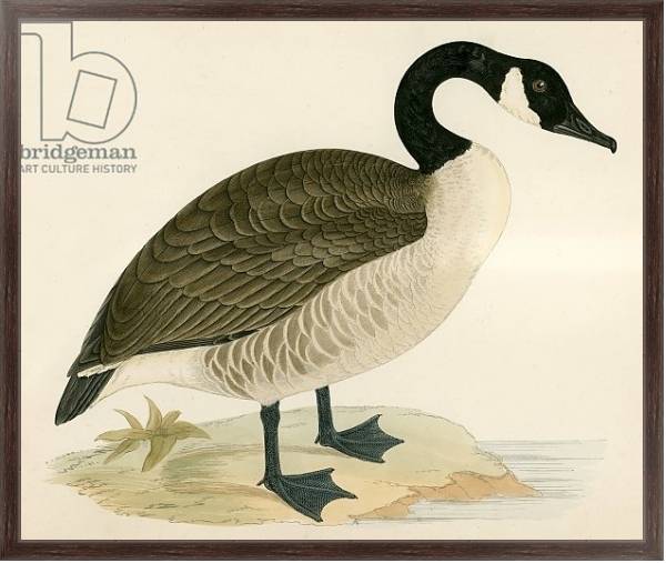 Постер Canada Goose с типом исполнения На холсте в раме в багетной раме 221-02