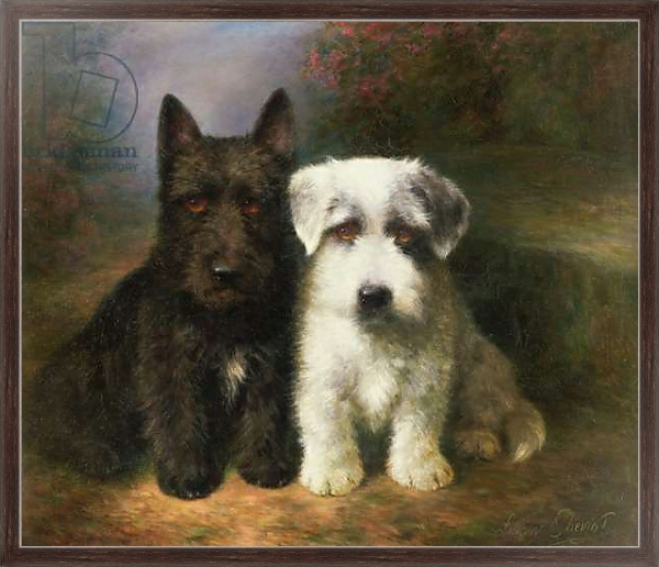 Постер A Scottish and a Sealyham Terrier с типом исполнения На холсте в раме в багетной раме 221-02