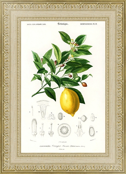 Постер Лимон (Citrus Limonium) с типом исполнения Акварель в раме в багетной раме 484.M48.725