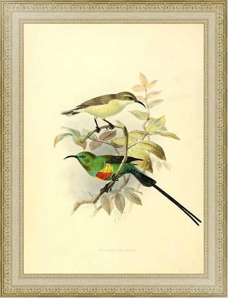 Постер Nectarina Pulchella с типом исполнения Акварель в раме в багетной раме 484.M48.725