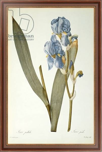 Постер Iris Pallida, from `Les Liliacees', 1812 с типом исполнения На холсте в раме в багетной раме 35-M719P-83