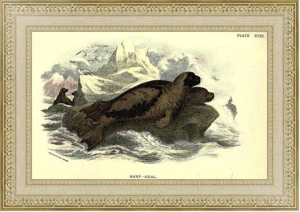 Постер BRITISH MAMMAL 1896 HARP SEAL с типом исполнения Акварель в раме в багетной раме 484.M48.725