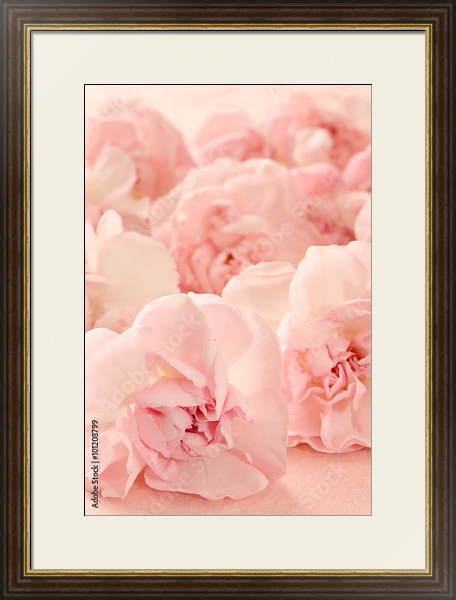 Постер Гвоздика розовая. Макро с типом исполнения Под стеклом в багетной раме 1.023.036