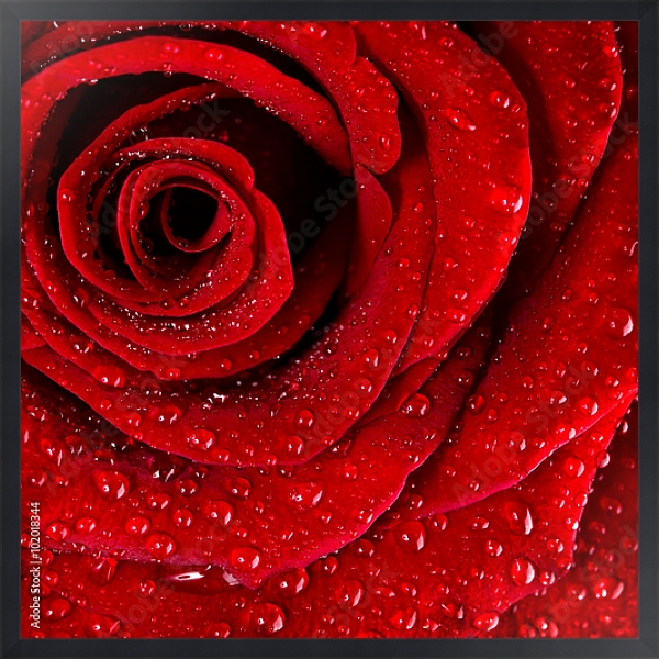 Постер Ярко-красная роза с каплями воды №3 с типом исполнения На холсте в раме в багетной раме 1727.8010