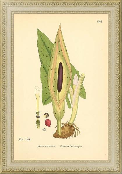 Постер English Botany №221 с типом исполнения Акварель в раме в багетной раме 484.M48.725
