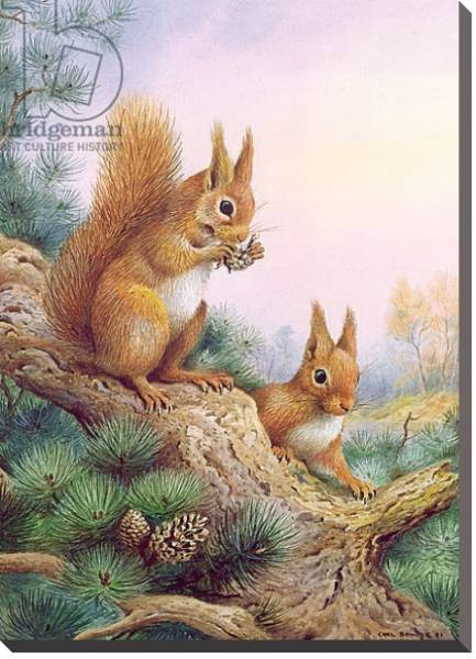 Постер Pair of Red Squirrels on a Scottish Pine с типом исполнения На холсте без рамы