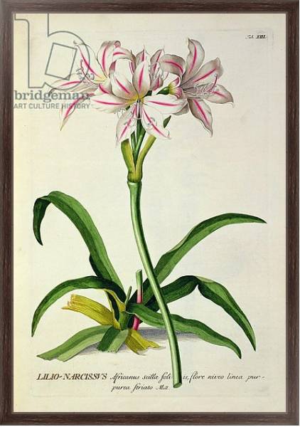 Постер Lilio-Narcissus, Africanus, from 'Plantae Selectae' by Christoph Jakob Trew, published 1750-73 с типом исполнения На холсте в раме в багетной раме 221-02
