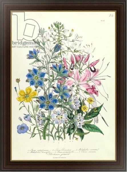 Постер Cornflower, plate 15 from 'The Ladies' Flower Garden', published 1842 с типом исполнения На холсте в раме в багетной раме 1.023.151