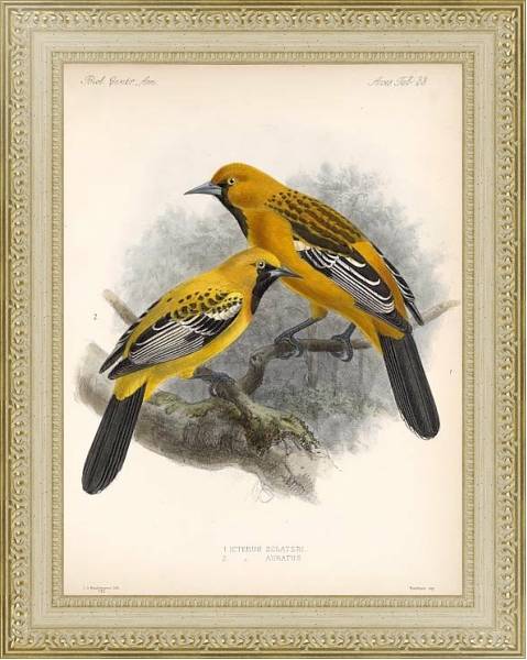 Постер Птицы J. G. Keulemans №35 с типом исполнения Акварель в раме в багетной раме 484.M48.725