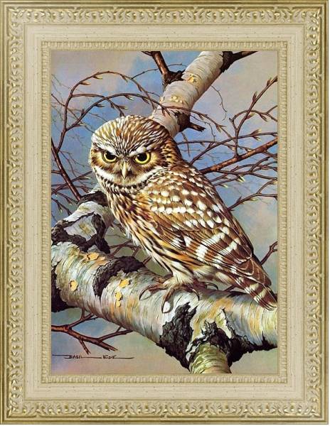Постер British Birds - Little Owl с типом исполнения Акварель в раме в багетной раме 484.M48.725