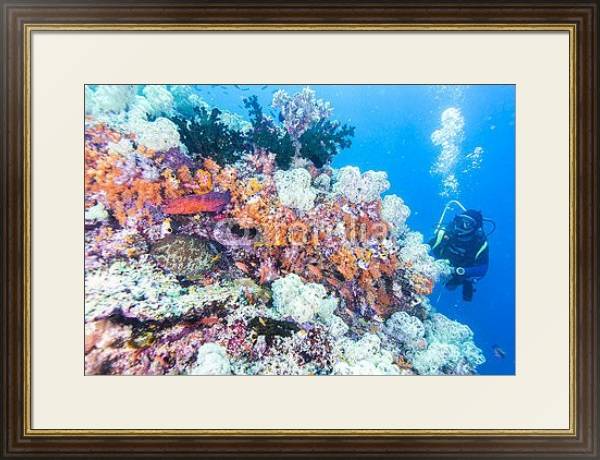 Постер Дайвер на коралловом рифе с типом исполнения Под стеклом в багетной раме 1.023.036