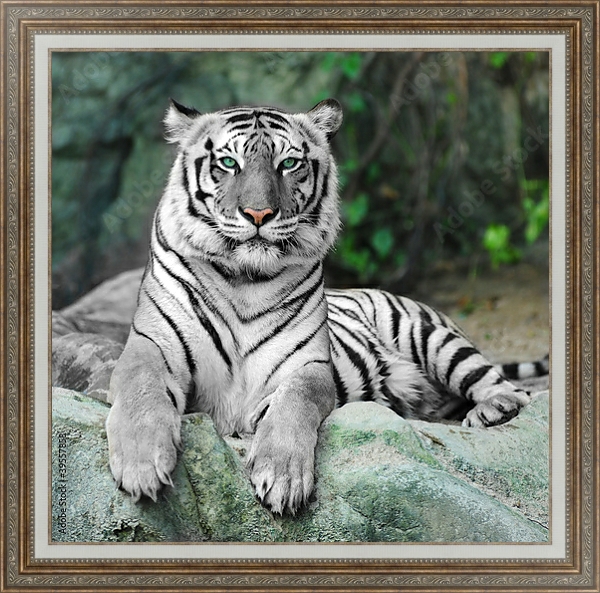 Постер Белый тигр с типом исполнения На холсте в раме в багетной раме 595.M52.330