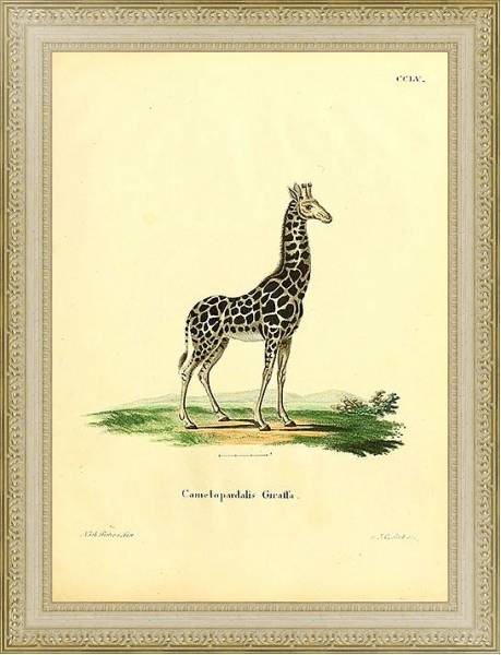 Постер Жираф Camelopardalis Giraffa с типом исполнения Акварель в раме в багетной раме 484.M48.725