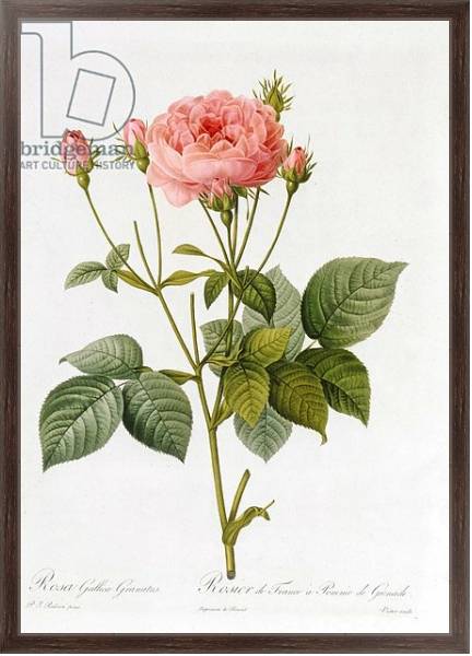 Постер Rosa Gallica Granatus, from 'Les Roses', vol II, 1821 с типом исполнения На холсте в раме в багетной раме 221-02