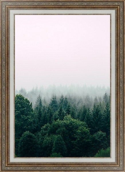 Постер Зеленый хвойный лес в тумане с типом исполнения На холсте в раме в багетной раме 595.M52.330