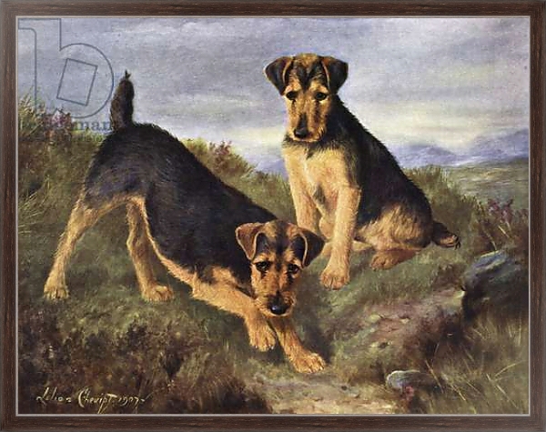 Постер Welsh Terriers Glansevin Coquette and Champion Glansevin Coda с типом исполнения На холсте в раме в багетной раме 221-02