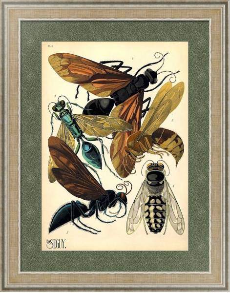 Постер Insects by E. A. Seguy №17 с типом исполнения Акварель в раме в багетной раме 485.M40.584