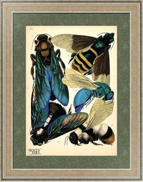 Постер Insects by E. A. Seguy №16 с типом исполнения Акварель в раме в багетной раме 485.M40.584
