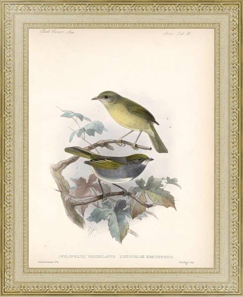 Постер Птицы J. G. Keulemans №14 с типом исполнения Акварель в раме в багетной раме 484.M48.725