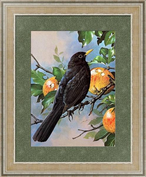 Постер British Birds - Blackbird с типом исполнения Акварель в раме в багетной раме 485.M40.584