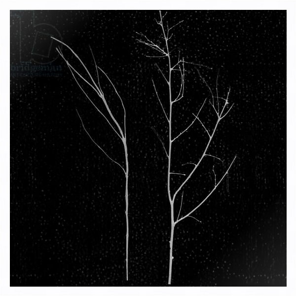 Постер territori innevati - due alberi notte, 2012, photographic contamination с типом исполнения На холсте в раме в багетной раме 221-03