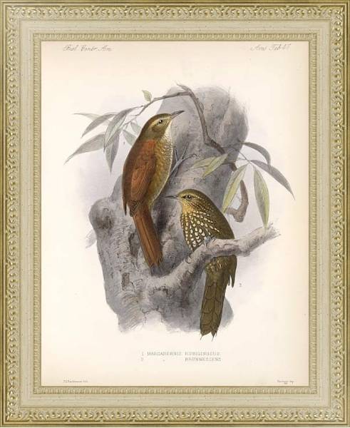 Постер Птицы J. G. Keulemans №49 с типом исполнения Акварель в раме в багетной раме 484.M48.725
