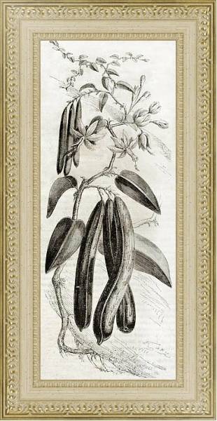 Постер Vanilla plant (Vanilla planifolia). Published on Magasin Pittoresque, Paris, 1850 с типом исполнения Акварель в раме в багетной раме 484.M48.725