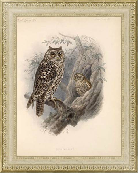Постер Птицы J. G. Keulemans №68 с типом исполнения Акварель в раме в багетной раме 484.M48.725