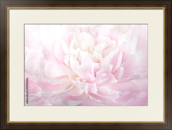 Постер Нежно-розовый пион макро с типом исполнения Под стеклом в багетной раме 1.023.036