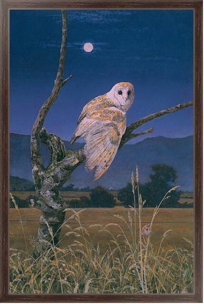 Постер Barn Owl 3 с типом исполнения На холсте в раме в багетной раме 221-02