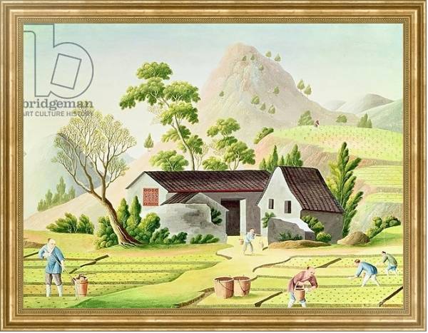 Постер Peasants in the Paddy Fields с типом исполнения На холсте в раме в багетной раме NA033.1.051