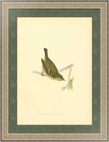 Постер Yellow-Browed Warbler с типом исполнения Акварель в раме в багетной раме 485.M40.584