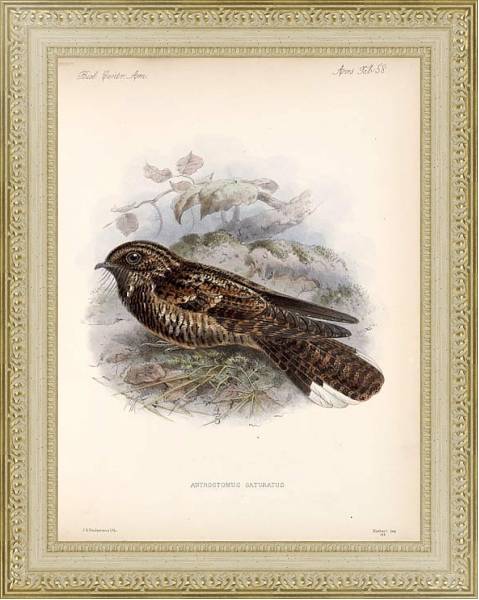 Постер Птицы J. G. Keulemans №61 с типом исполнения Акварель в раме в багетной раме 484.M48.725