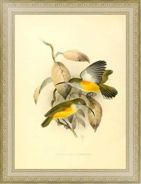Постер Arachothera Flammifera с типом исполнения Акварель в раме в багетной раме 484.M48.725