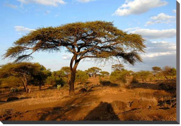 Постер Кения, Африка. Национальный парк с типом исполнения На холсте без рамы
