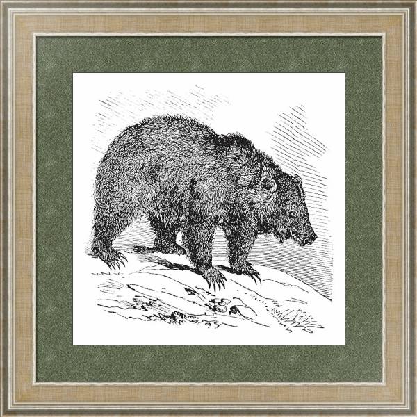 Постер JACK Bear (Ursus horribilis), vintage engraving с типом исполнения Акварель в раме в багетной раме 485.M40.584