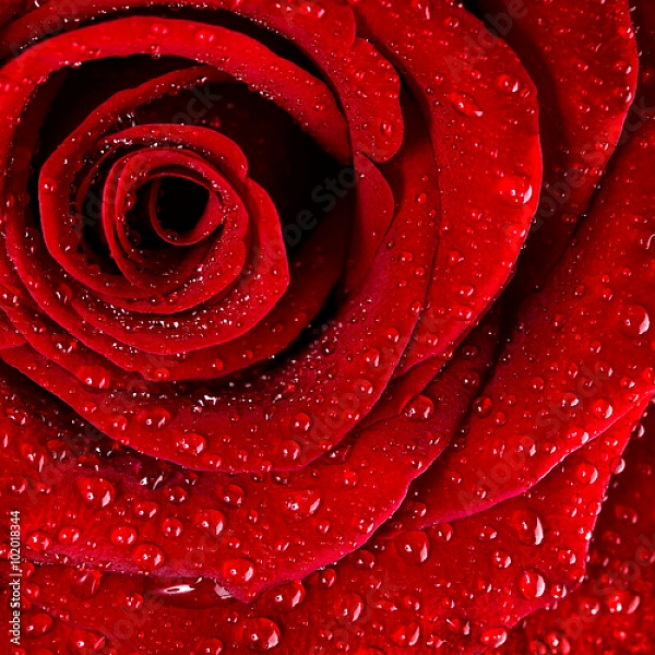 Постер Ярко-красная роза с каплями воды №3 с типом исполнения На холсте без рамы