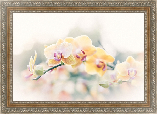 Постер Желтые орхидеи на ветке с типом исполнения На холсте в раме в багетной раме 484.M48.310