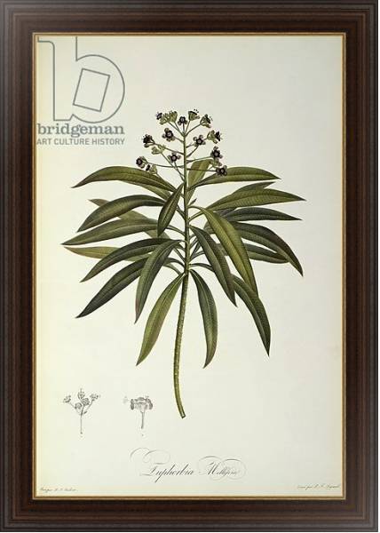 Постер Euphorbia Mellifera, from `Le Jardin de la Malmaison', 1802 с типом исполнения На холсте в раме в багетной раме 1.023.151
