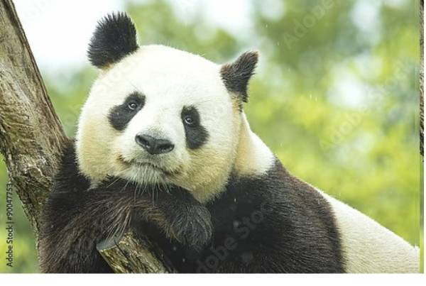 Постер Задумчивая панда на ветке с типом исполнения На холсте без рамы