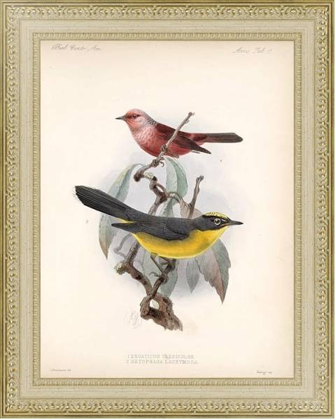 Постер Птицы J. G. Keulemans №12 с типом исполнения Акварель в раме в багетной раме 484.M48.725