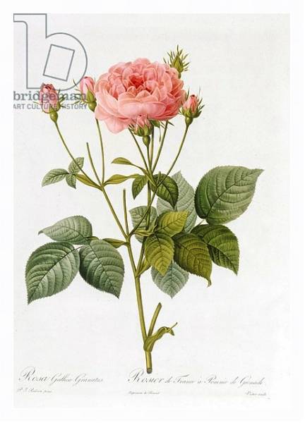 Постер Rosa Gallica Granatus, from 'Les Roses', vol II, 1821 с типом исполнения На холсте в раме в багетной раме 221-03