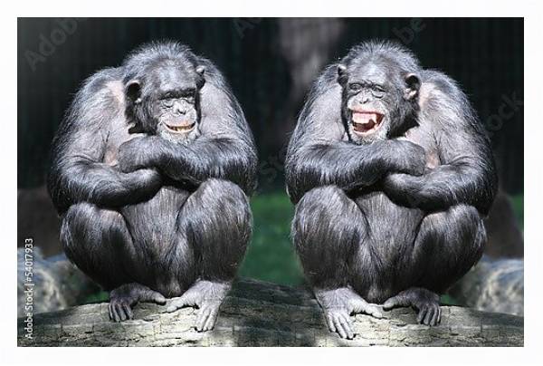 Постер Два смеющихся шимпанзе  с типом исполнения На холсте в раме в багетной раме 221-03