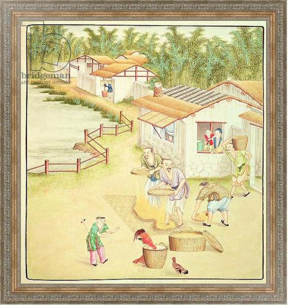 Постер Chinese Peasants Sifting Rice с типом исполнения На холсте в раме в багетной раме 484.M48.310