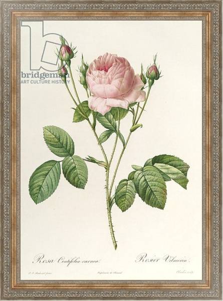 Постер Rosa Centifolia Carnea, from'Les Roses', 19th century с типом исполнения На холсте в раме в багетной раме 484.M48.310