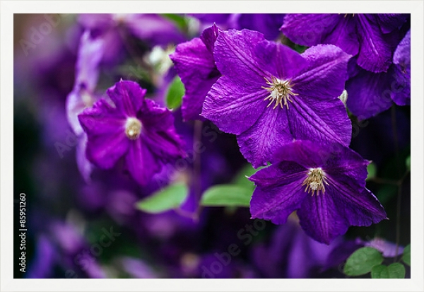 Постер Клематисы в саду.Фиолетовые с типом исполнения На холсте в раме в багетной раме 1727.7010