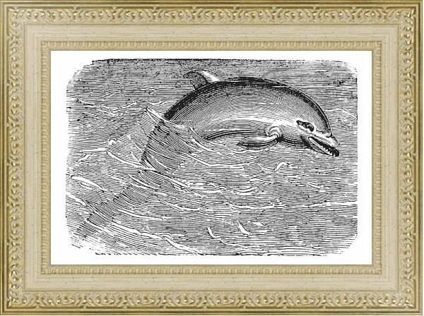 Постер Bottlenose Dolphin or Tursiops truncatus or Tursiops aduncus, vintage engraving с типом исполнения Акварель в раме в багетной раме 484.M48.725